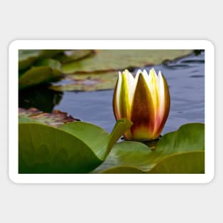 Water Lily Sticker